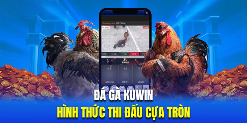 Đá gà Kuwin cựa tròn đẳng cấp