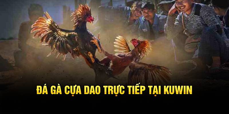 Đá gà cựa dao trực tiếp